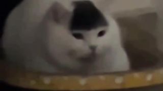 A cat with funny bangs