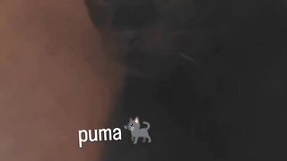 My cute cat