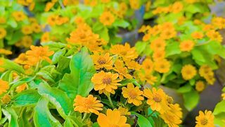 Amazing Beauty Of Nature Garden