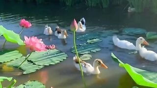 Ducks are swiming