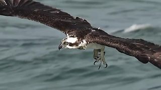 Crazy Osprey grabs huge catfish and takes to the skies. Glad I’m not a fish
