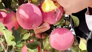 Eating apple fruit
