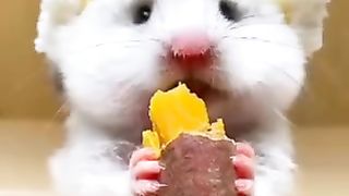 Top Shorts video