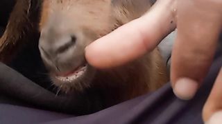 Babygoat