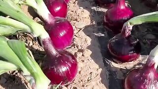 Delicious Onions
