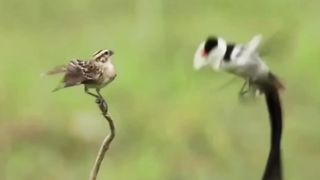 الرومانسيه عن الطيور