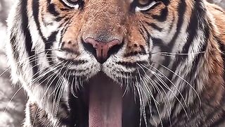 Beautifull LIon