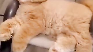 cute animals#shortsvideo