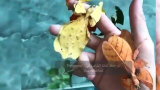 Insects from another world