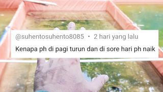 Penyebab NAIK TURUNNYA pH air kolam❗Jangan khawatir ikan lele itu KUAT