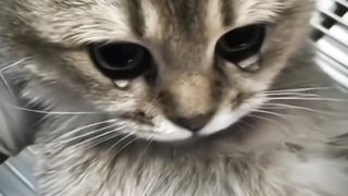 Cat dies