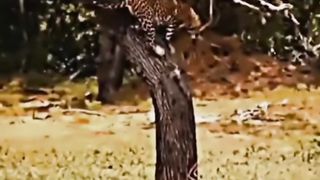 The pigs surrounded the tiger on the tree and he hunted one of them #Animal_World #Animals