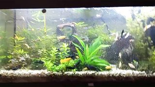 Fish aquarium