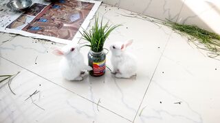 #favarite-rabit