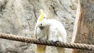 Cute Forest Birds