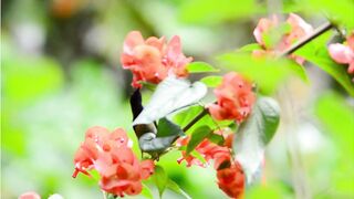 Amazing Birds