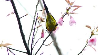 Amazing birds