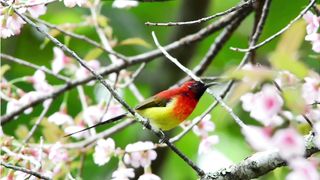 Amazing Birds