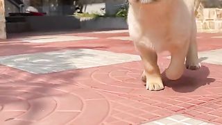 Dog Yoyo MAX,♥️♥️♥️♥️♥️????????✅
