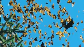 Butterfly ????????????