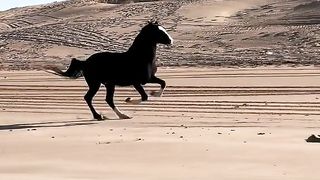 الحصان ااعربي الاصيل