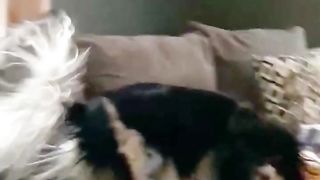 Real Dog