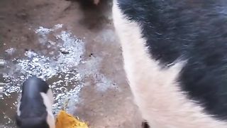 Animals entertainment