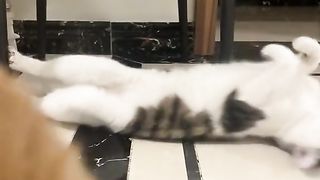 Funny Cat