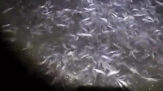 Jika ikan lele sudah ukuran SANGKAL siapkan pakan yang banyak