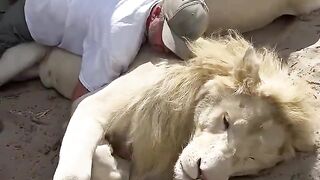 Huge Lion Cuddles