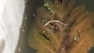Jika ada pesanan BIBIT LELE skala banyak, panen semua kolam, SORTIR semua ikan