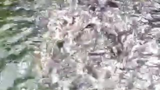 Beda WARNA air kolam itu WAJAR, fokuslah pada kesehatan ikan lele nya