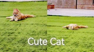 Cute cat on carpet