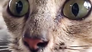 Funny cats