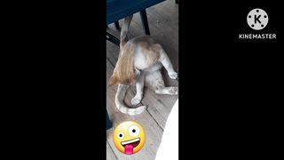 Cat animal cute foryou