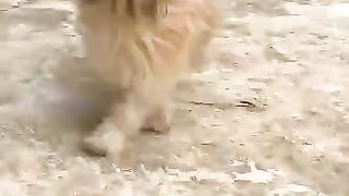 Beautiful pet