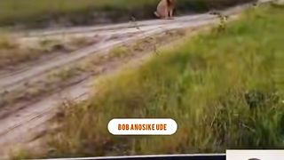 Amazing ???? Lion