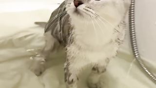 cat123