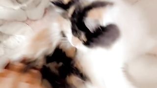 cat123