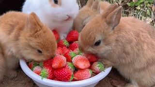 I love this kind of beautiful and cute rabbits❤Subscribe