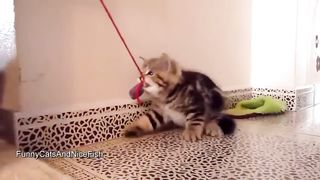 fanny animals