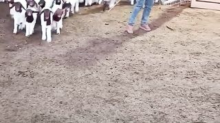 Sarıbaş kuzular