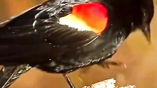 BIRD SOUNDS COLLECTION 8K ULTRA HD #nature #animals #wildlife #8kultrahd #birds