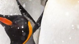 THE LAND OF PENGUINS 8K ULTRA HD _ #animal #penguin #8kvideo