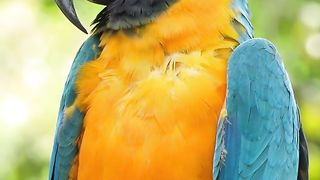 BEAUTIFUL BIRDS 8K ULTRA HD