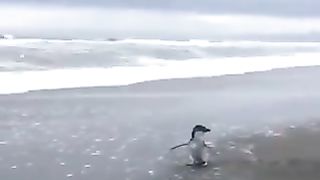 The way penguin looks back, unsure whether to stay or go