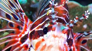 THE MOST BEAUTIFUL FISH 8K ULTRA HD