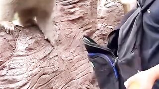 File name The Monkey King, the showman, is such a vicious monkey that he becomes a spirit. Please do not imit