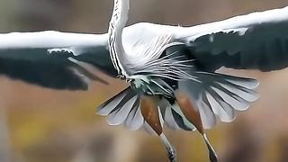 Beautiful Bird