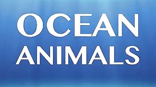 OCEAN ANIMALS 8K ULTRA HD